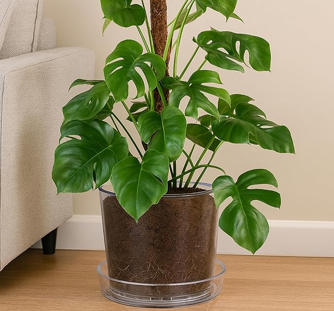 Phoenix Vine 12 Inch Clear Acrylic Planter Pot with Tray, Orchid Pot with Drainage Holes, Deep Saucer for Bottom Watering, Transparent Containers for Indoor Plants, Herbs, Set of 1, 91-A-I-1