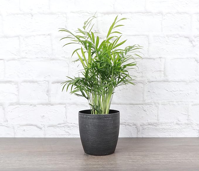 Thorsen's Greenhouse Parlor Palm Plant, Live Indoor Plant, Neanthe Bella Palm, Natural Air Purifier, Easy to Grow, Pet Safe Plant, 4-inch Diameter Pot (Brushed Silver)
