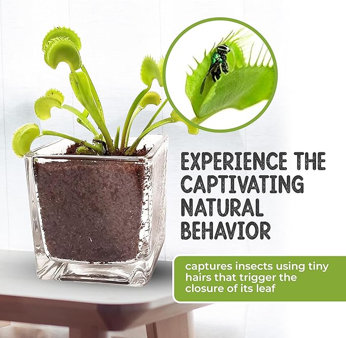 Venus Fly Trap Live Plant with 2.5" Classy Glass Cube Pot - Carnivorous Insect-Eating Plant - Carnivorous Plants Soil and Live Venus Flytrap