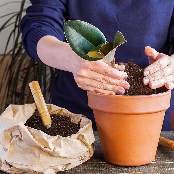 Doter Organic Fiddle Leaf Fig Potting Mix 10qt, Indoor Plants Potting Mix for All Potted Ficus Lyrata Plant, Grow Healthy houseplants Indoors