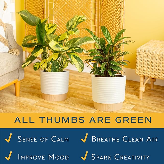 Costa Farms Calathea Live Plants in Decorative Pot, Large Indoor Houseplant, Assorted Variety, Home, Room, or Office Decor, Great House Warming or Birthday Gift, 2-3 Feet Tall, Pack of 2