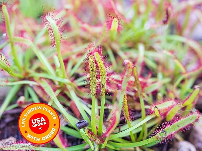 Sundew Carnivorous Plants Live with 2.7" Modern White Hexagonal Ceramic Pot with Saucer + Venus Fly Trap Food, Feeding Tweezers and Carnivorous Plants Soil