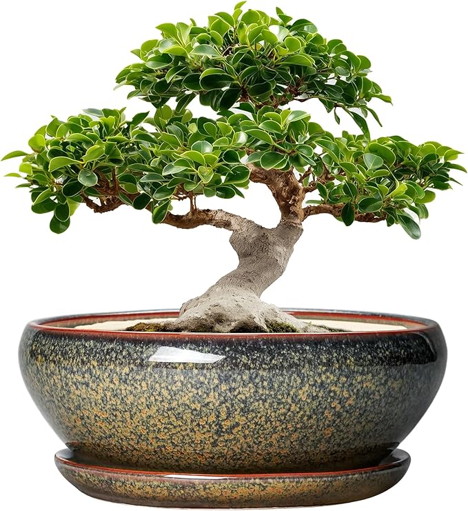SQOWL Ceramic Bonsai Pots - 12 Inch Succulent Pots with Drainage Hole and Saucer, Large Succulent Planters, Shallow Planter Indoor Outdoor, Round Planter Bowl, Home Decor, Gift for Plant Lover, Brown