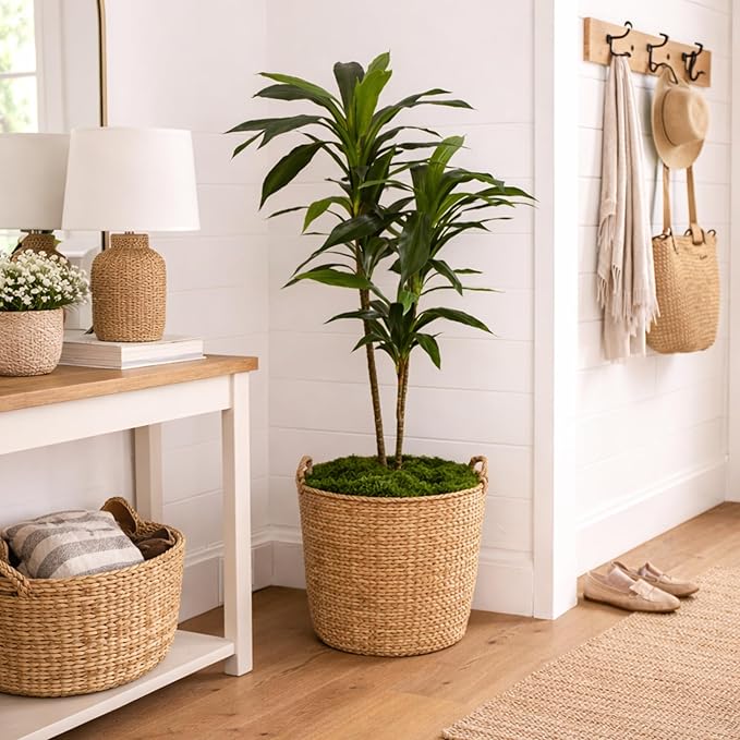 Nearly Natural 48in Artificial Dracaena with Real Touch Leaves and Multi Tonal Trunks, Large Indoor Silk Plant with Pot, Maintenance Free For Living Room And Home Office Decor