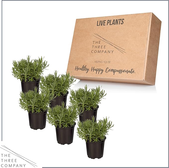 Live Aromatic and Edible Herb - Lavender (6 Per Pack), Natural Sleep Enhancer, 6" Tall by 4" Wide in 1 Pint Pot