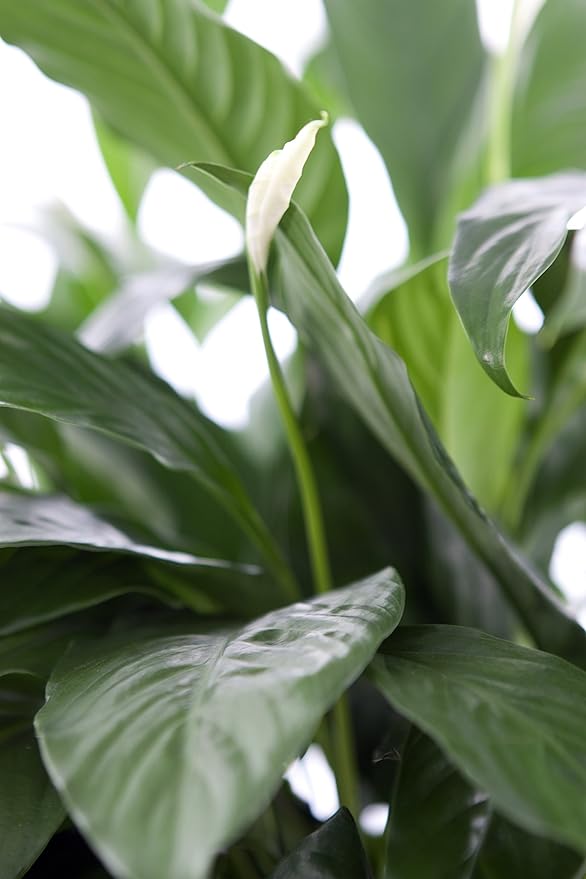 KaBloom - Large Purifying Peace Lily, Burlap Pot Cover - Fresh Flowers for Birthday, Valentine's & Mother's Day