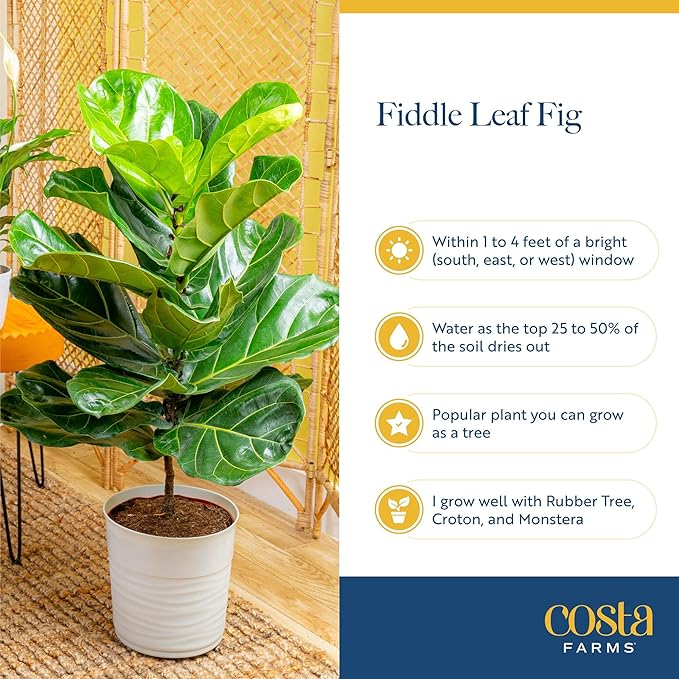 Costa Farms Little Fiddle Leaf Fig, Live Indoor Ficus Lyrata Plant in Nursery Plant Pot, Houseplant in Potting Soil, Housewarming, Birthday Gift, Office, Home, and Room Decor, 1 Foot Tall