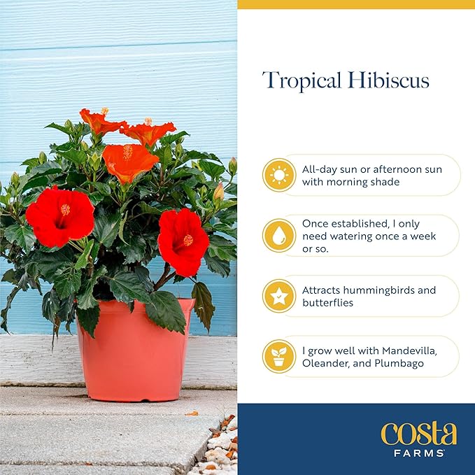 Costa Farms Live Braided Hibiscus Tropical Tree (2-Pack), 20-Inches Tall, Red/Assorted Flowering Outdoor Plants in Easy Grower Pots, Perfect for Patio, Deck, or Garden Decor