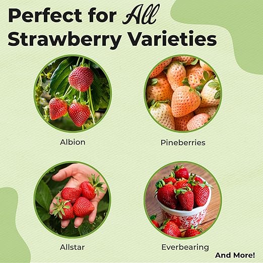 Perfect Plants Organic Strawberry Potting Mix | Organic Premium Mix | Use with Strawberry's, Pineberry's, or Other Fruit Plants (4qt) (Pack of 2)