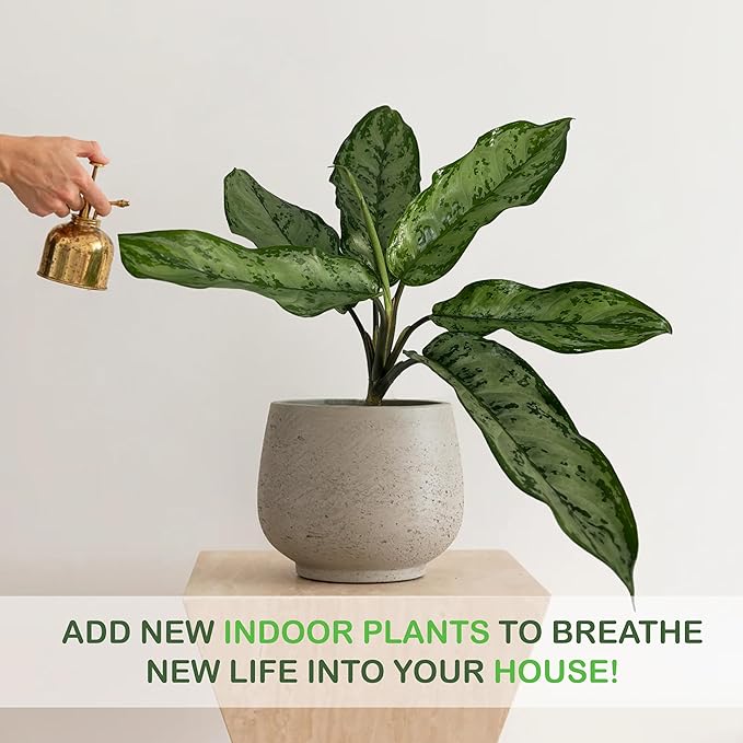 LEAL PLANTS ECUADOR Aglaonema Silver| Stunning Chinese Evergreen Houseplants |Low-Light Indoor Décor | Easy Care Air-Purifying Plants |Perfect for Home & Office Spaces