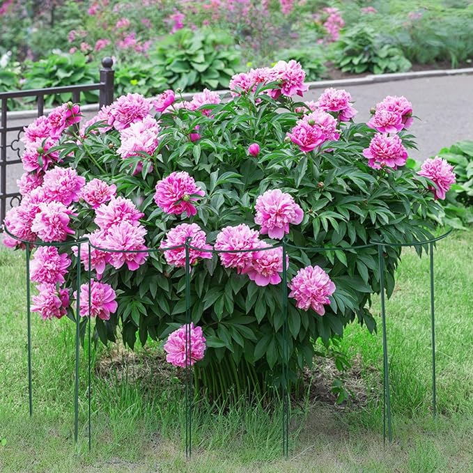 Tioncy 6 Pcs 60 H x 19.69 W Plant Support Stakes Cages for Garden, Metal Half Round Plants Tension Rods for Indoor Outdoor Large Tall Flower Vegetables Tomato Peony Rose Support