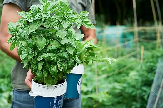 Organic Growing Fertilizer 1 Gal, CDFA Organic Registered. Plant Care Fertilizer for Vegetable Gardens Like Tomato, Cucumber, Squash, Beans and All Other Plants