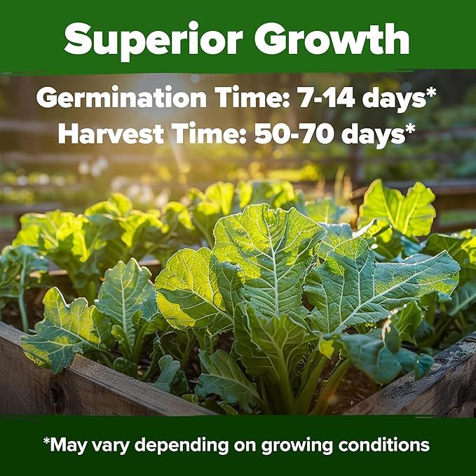 HOME GROWN Georgia Southern Collard Green Seeds 600+ Heirloom Non-GMO Seeds for Planting, High Germination, Heat Tolerant Leafy Green, Slow to Bolt, Nutritious Southern Classic (Brassica oleracea)