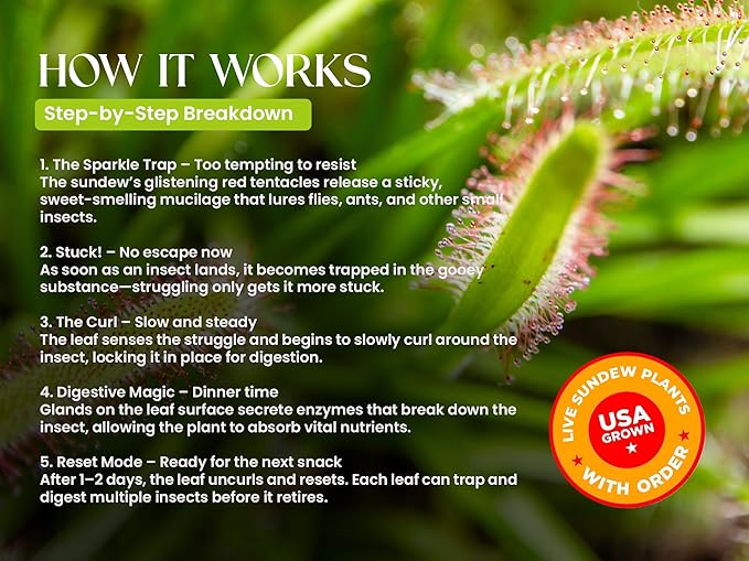 Sundew Carnivorous Plants Live with 2.7" Modern White Hexagonal Ceramic Pot with Saucer + Venus Fly Trap Food, Feeding Tweezers and Carnivorous Plants Soil