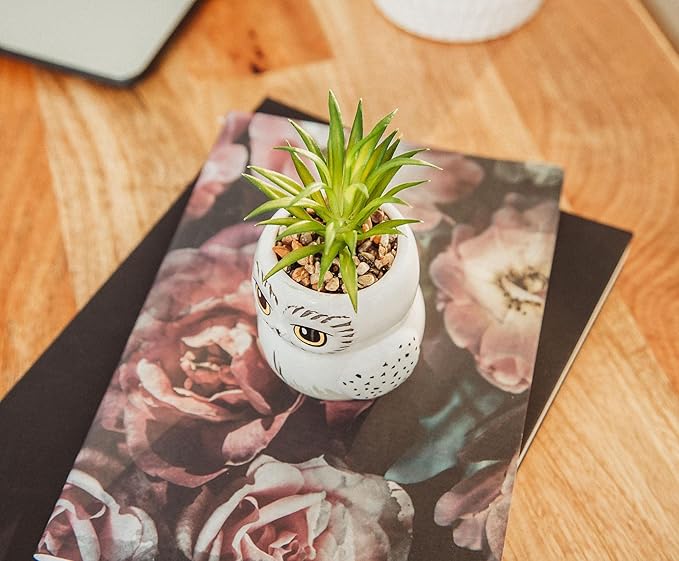 Harry Potter Hedwig 3-Inch Ceramic Mini Planter with Artificial Succulent | Small Flower Pot, Faux Indoor Plants for Desk Shelf, Home Decor Trinket Tray | Wizarding World Gifts and Collectibles