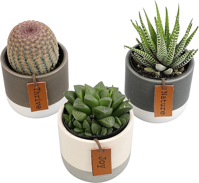 LoLite Cactus & Live Succulent Plants Set (3 Pack), Low Light Houseplants, Easy Plant Gift, Approx. 4-6 in. Tall, Mixed Haworthia, Gasteria & Cacti Varieties, Stylish 2-Tone Ceramic Pots Included