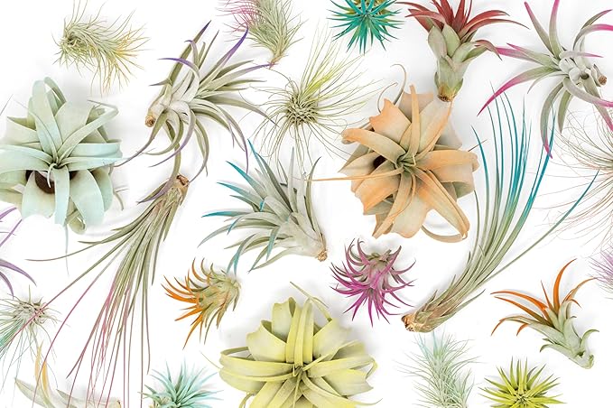 Fuchsia Colorful Tillandsia Air Plants - Long Lasting Color Enhanced Live Tillandsia Succulent House Plants - Home and Garden Decor - Easy Care Indoor/Outdoor Plants (Brachycaulos Abdita, Single)