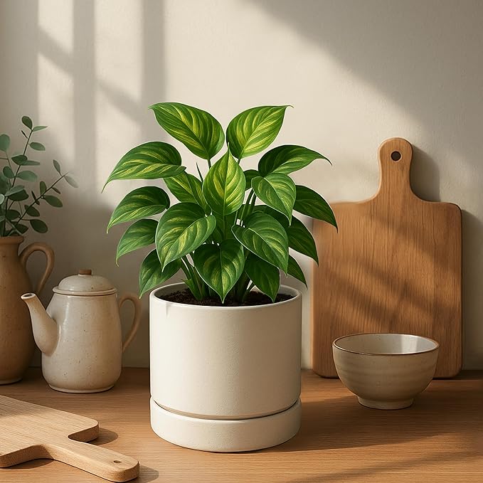Phoenix Vine 6 Inch Planter Pot with Drainage Hole & Saucer, Deep Water Catch Tray, Straight Cylindrical Round Pot for Plants, Oatmeal, Pack of 4, 23-E-S-4
