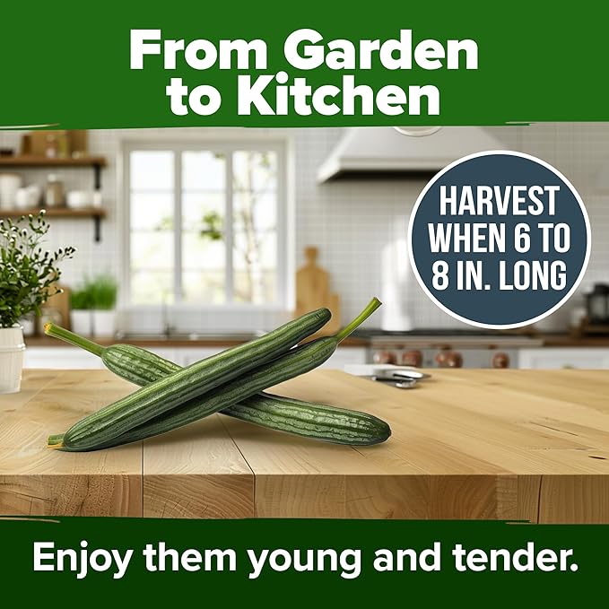 HOME GROWN Luffa Seeds 40 Heirloom Non-GMO Loofah Gourd Seeds for Planting, High Germination, Grow Your Own Natural Bath Sponges, Edible Vining Vegetable Garden, Harvest Young Gourd (Luffa aegyptiaca)