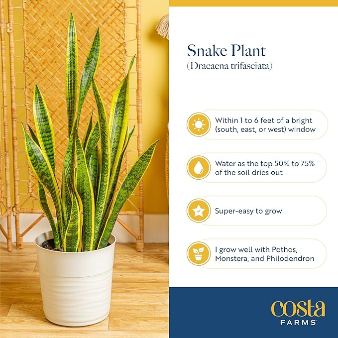 Costa Farms Snake Plant, Live Plants in Plastic Pots, Easy to Maintain, Air Purifying Indoor Succulent Houseplants, Assorted Variety, Home, Room, or Office Decor, Pack of 3, 8-12 Inches Tall