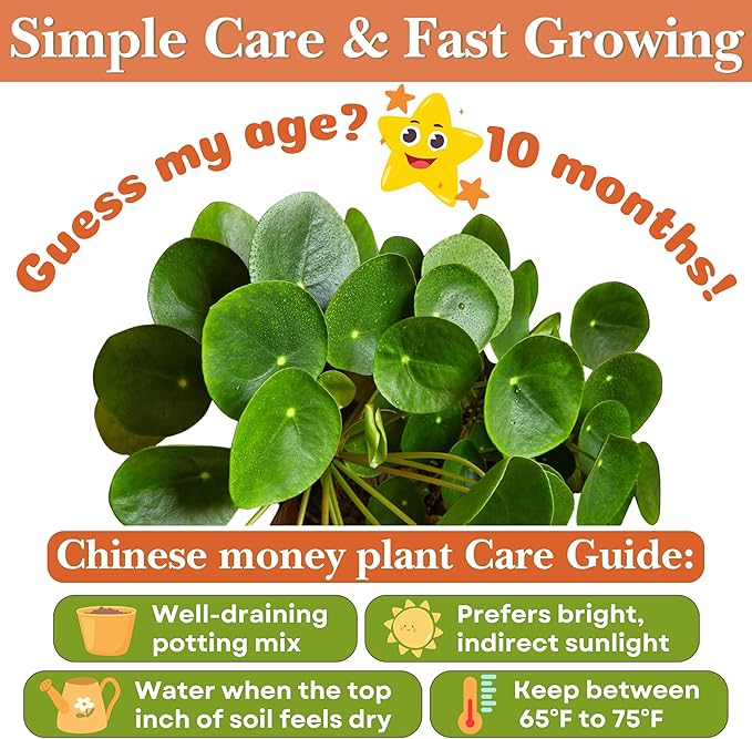 Dr. Lu’s Organic Chinese Money Plant (Pilea Peperomioides) | Rooted Friendship/UFO Plant | Rare House Plants for Good Fortune | Live Plants in 6'' Nursery Pot