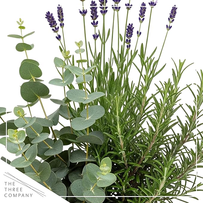 Live Aromatic and Healthy Herb Combo in Deco Cover - Air Purifier, Combo Includes Rosemary, Lavender, and Eucalyptus, 12" Tall by 6" Wide