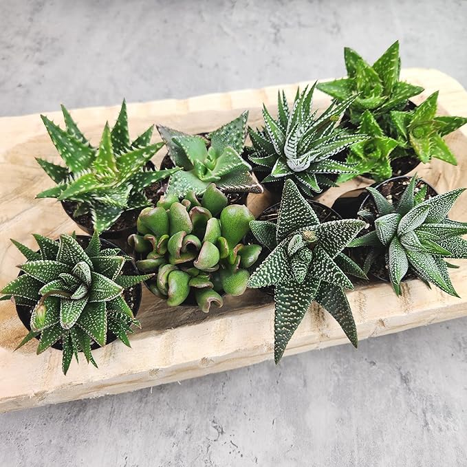 Altman Plants, Assorted Succulents Plants Live Houseplants (8PK), Succulent Plants Home Office Plants Live Indoor Plants, Live Plants Indoor House Plants, Easy Care Plants, Desk Plants, Kitchen Plants