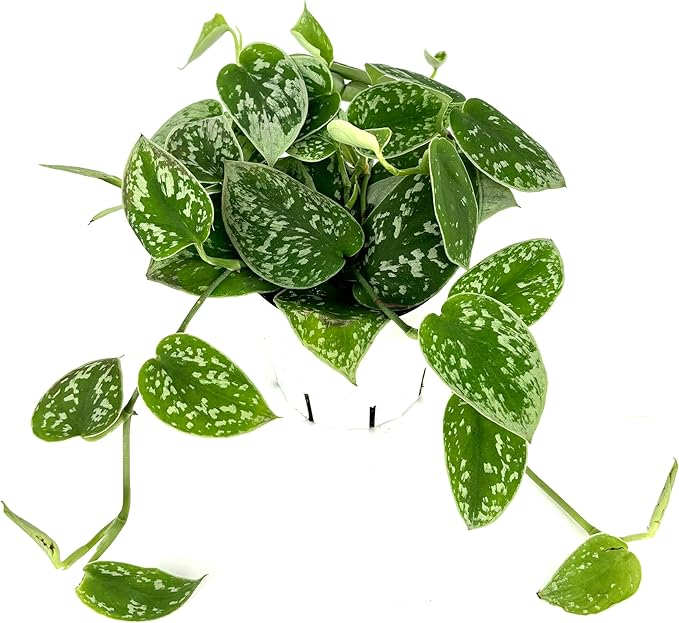 Pothos Silver Splash Air Purifying House Plant, 4" Pot