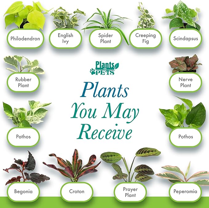 Easy to Grow Houseplants (Pack of 6), Live House Plants in Containers, Growers Choice Plant Set in Planters with Potting Soil Mix, Home Décor Planting Kit or Outdoor Garden Gifts by Plants for Pets