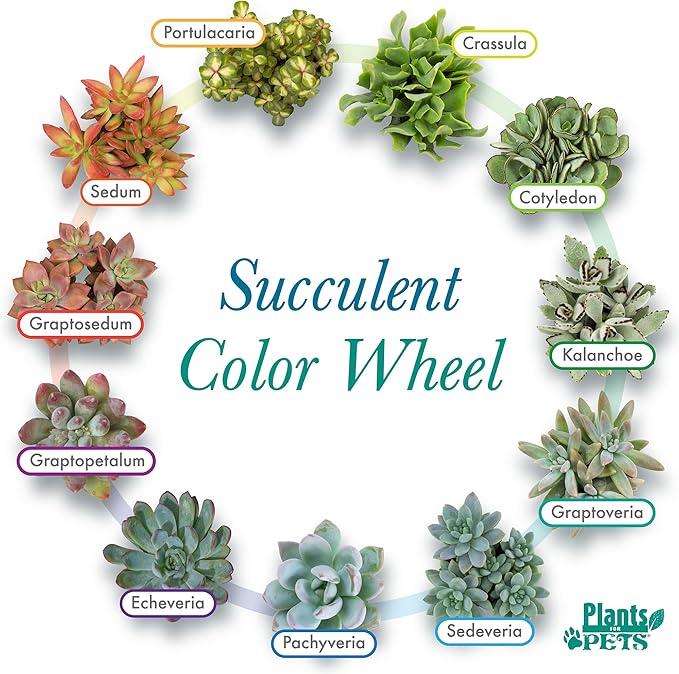Succulents Plants Live (20PK) Potted Succulent Plants Live House Plants, Cactus Plants Live Plants Indoor Plants Live Houseplants, Indoor Plant Succulents Live Plant House Plant by Plants for Pets