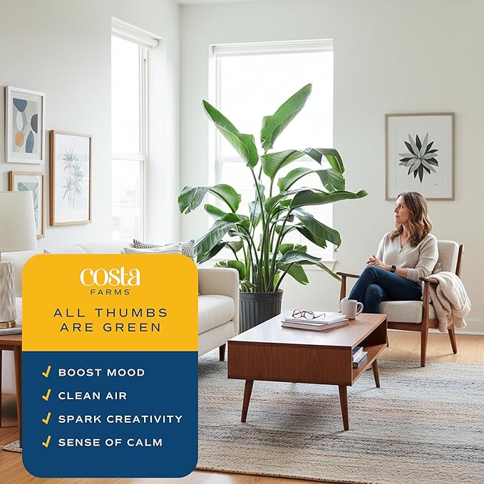 Costa Farms White Bird of Paradise Live Indoor Plant, Strelitzia nicolai, 4-5 Feet Tall Extra Large Tropical Floor Plant, Air Purifying Houseplant, Housewarming Gift or Office Decor