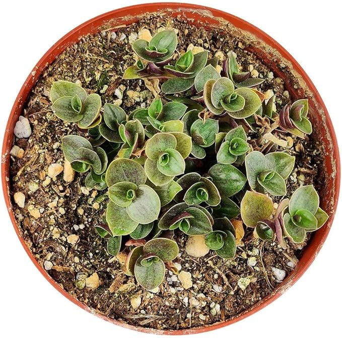 Callisia Repens Sedum (Turtle Vine) (2" Grower Pot) - Easy and Low Light Houseplant - Best Indoor Plant for Home and Office Decoration