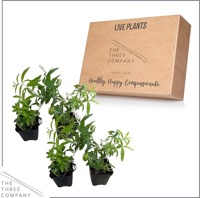 Live Aromatic and Edible Herb - Lemon Verbena (4 Per Pack) - Naturally Improves Sleep Quality - 6" Tall by 4" Wide in 1 Pint Pot