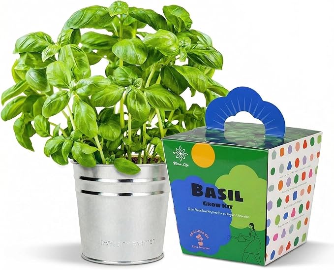Basil Grow Kit – All-in-One Indoor Herb Garden with Tin Planter, Seeds & Soil, Easy to Grow for Kitchen, Kids, Home, Office, Gift