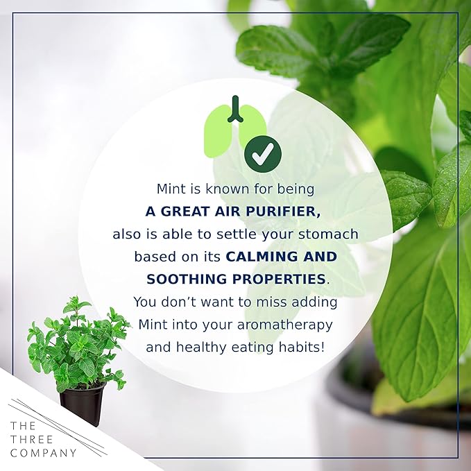 Live Aromatic and Edible Herb - Mint (4 Per Pack), Naturally Improves Breathing and Air Quality, 8" Tall by 4" Wide