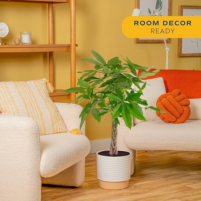 Costa Farms Live Money Tree (Pachira Aquatica), 3-4 Feet Tall, Large Indoor Plant with Braided Trunk, Easy Care Floor Plant in 10-Inch Decor Pot, Pet Friendly Housewarming Gift & Office Decor
