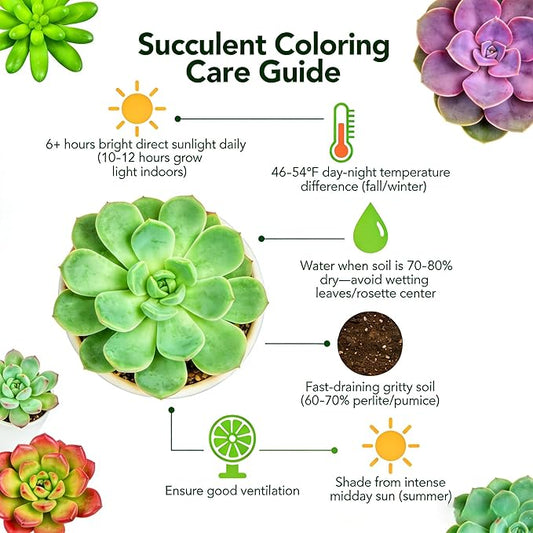 Sprout N Green Echeveria Mexican pulidonis, Live Succulent Rooted in 2" Pot, House Plant for Party Favors Home Indoor Outdoor Garden Wedding Decoration DIY Projects, Pets Friendly, Easy to Care