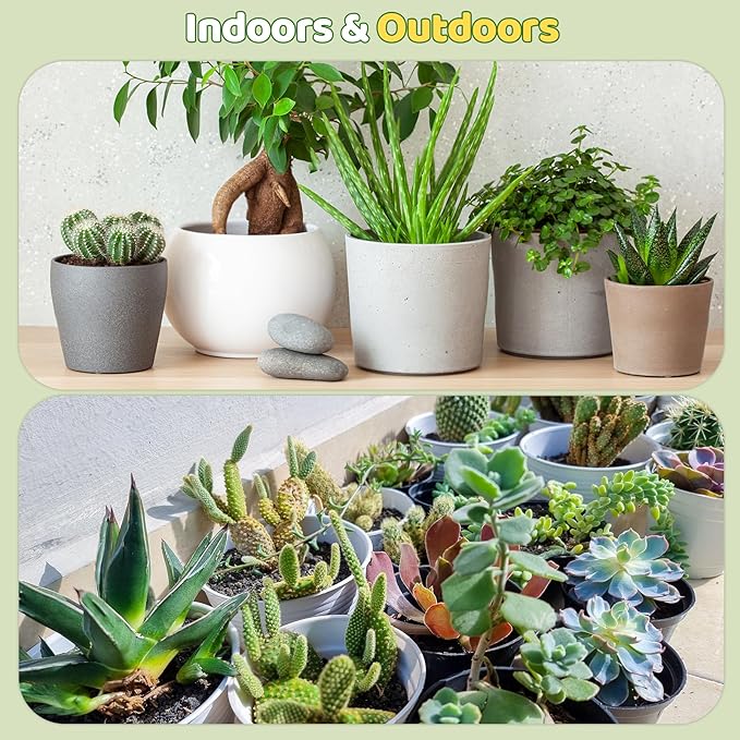 Doter Cactus & Succulent Soil Mix 4qt, Chunky Well-Draining Soil for Indoor Plants - Spike & Bloom