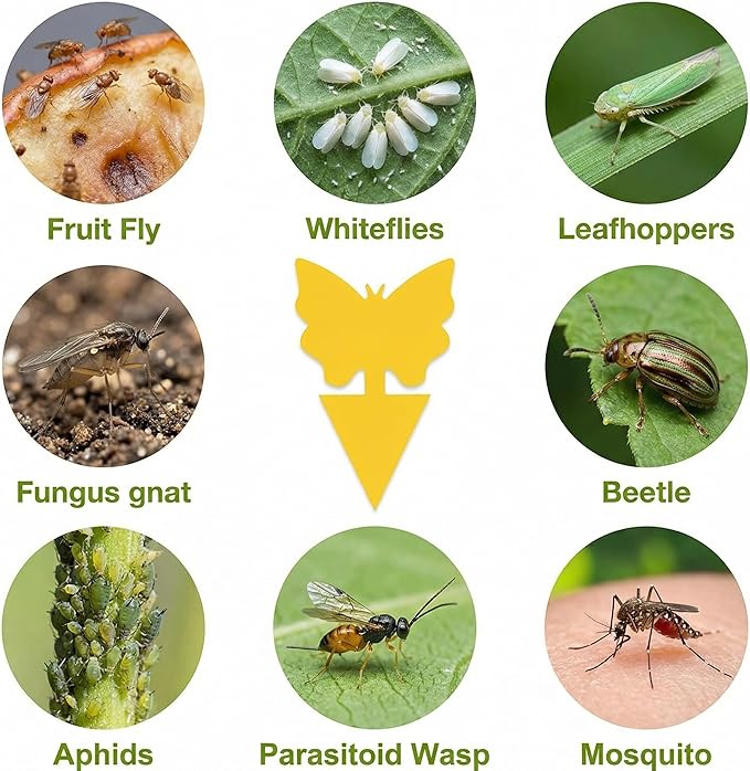 96 Pack Fruit Fly Sticky Trap - Gnats Insect Traps for Indoor Outdoor, Yellow Double-Sided Sticky Insect Catchers Fungus, Fruit Flies, Whiteflies, Aphids, Leaf Miners