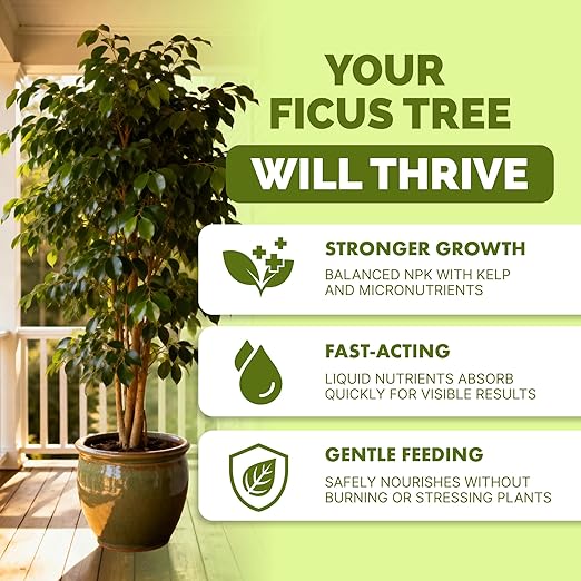 Ficus Tree Fertilizer – Liquid Plant Food for Lush Foliage, Stronger Roots & Healthy New Growth, 1 Gallon
