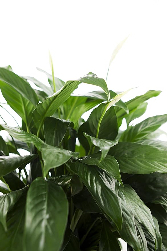 KaBloom - Large Purifying Peace Lily, Burlap Pot Cover - Fresh Flowers for Birthday, Valentine's & Mother's Day