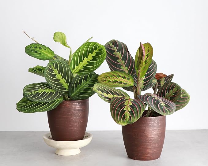 Thorsen's Greenhouse Prayer Plants Set of 2, Maranta leuconeura, Pet Safe Plants, Low Light Plants, Live Indoor Plants, 4" Diameter Plants, Classic Pots (Copper)