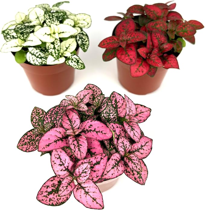 Hypoestes Splash Color Trio (Red, White, Pink Colors), Polka Dot Flamingo Plants, Live Potted House Plants Air Purifying, 3 Pack 2" Pots