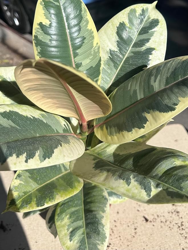 4" Ficus Elastica ‘Tineke’ – Live Indoor Houseplant | Variegated Rubber Plant – Easy Care, Air Purifying
