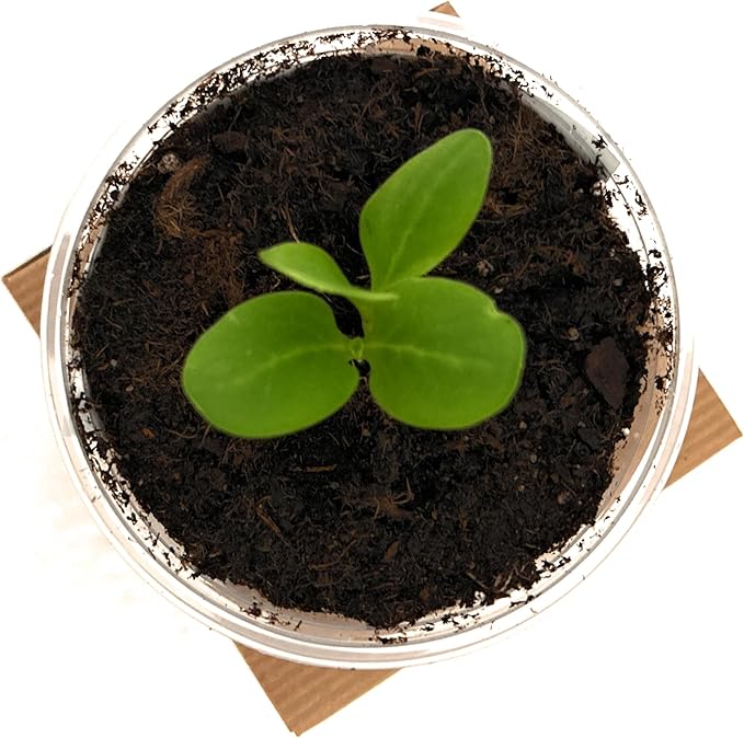 Herb Growing Kit | Indoor Herb Garden Starter | Premium Seeds and Soil | 3 Pack of Herbs | Multiple Combinations Available | (Mediterranean Trio: Rosemary Thyme Oregano)