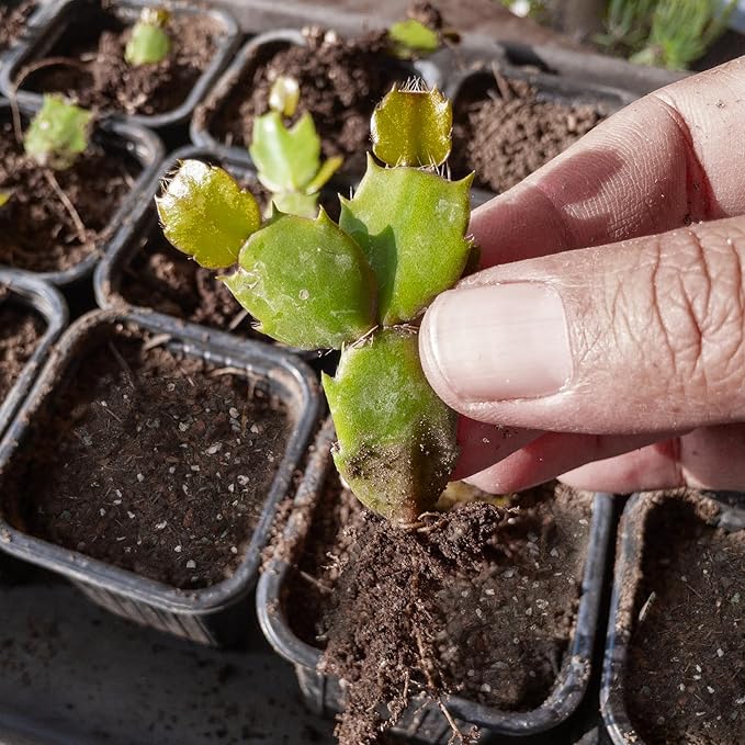 Doter Christmas Cactus Potting Soil Mix 2qt, Ideal for Succulents, Christmas Cacti, and Other Indoor Potted Plantings