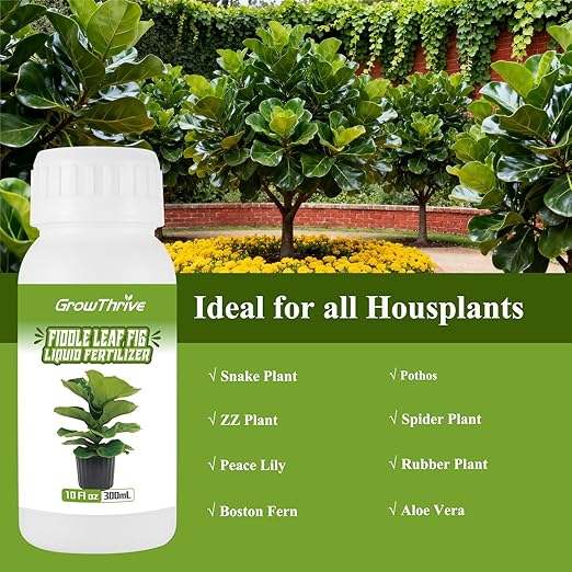 Organic Fiddle Leaf Fig Fertilizer Liquid - 10oz Microbial Probiotic Plant Food for Ficus Lyrata - Promotes Roots & Greener Leaves