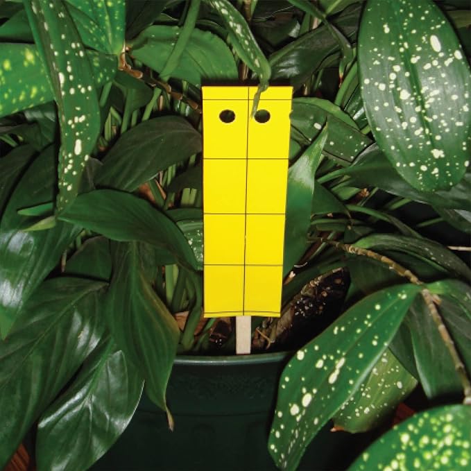 Springstar, S5333 BioCare Gnat Stix, Brown, (Pack of 12)