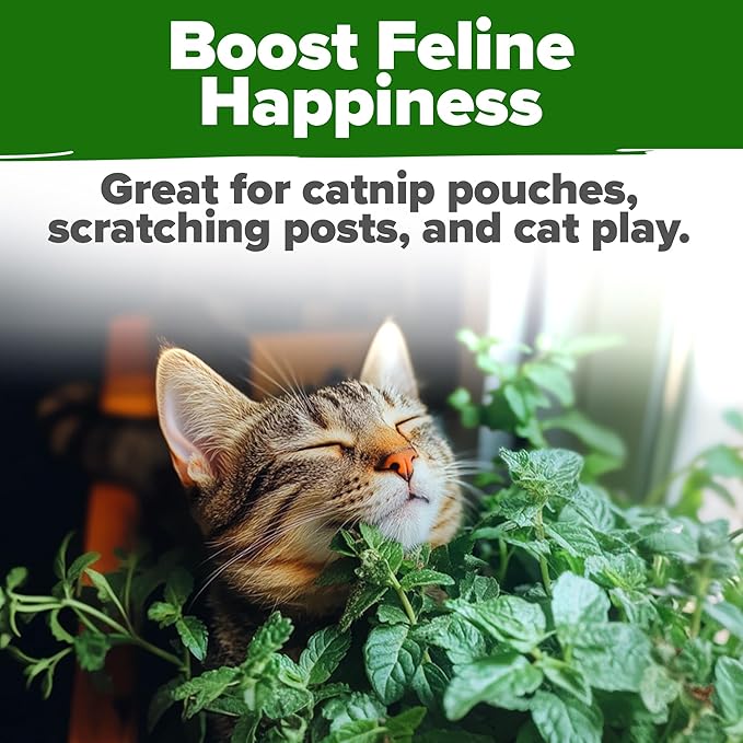 HOME GROWN Non GMO Catnip Seeds (Bulk Pack) Heirloom Herb 2,116 Seeds - Indoor or Outdoor Seed - High-Germination Cat Nip - Cat Safe Plants (Nepeta cataria)