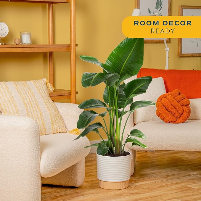 Costa Farms White Bird of Paradise Live Plant in Decorative Pot, Large Indoor Houseplant, Perfect for Home, Room, or Office Decor, Great House Warming or Birthday Gift, 2-3 Feet Tall